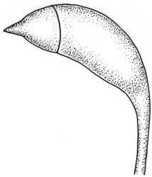 Lembophyllum clandestinum. Capsule. Drawn from W.R. Buck 7049, CHR 412514 and K.W. Allison 2942, CHR 523703.
 Image: R.C. Wagstaff © 2008 British Bryological Society. Reprinted by permission of Informa UK Limited, trading Taylor & Francis Group, https://www.tandfonline.com on behalf of British Bryological Society. Reprinted by permission of Informa UK Limited, trading Taylor & Francis Group, https://www.tandfonline.com on behalf of British Bryological Society.